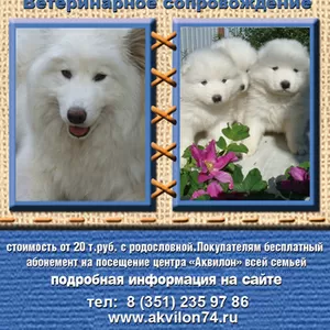 Продам  щенков Самоедской лайки от питомника Аквилон Челябинск