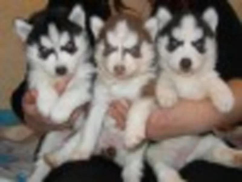 Продам  сибирский хаски щенки из питомника «Аквилон» Челябинск